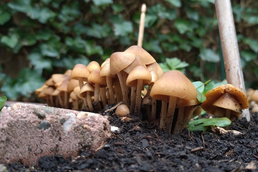 Bunch of little brown mushrooms growing on black soil with a brick on the side. 
