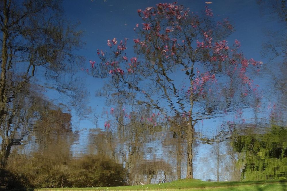 Pink blossoming magnolia tree and some other bushes and tree mirrored in a pond. It looks a bit like an impressionist painting.