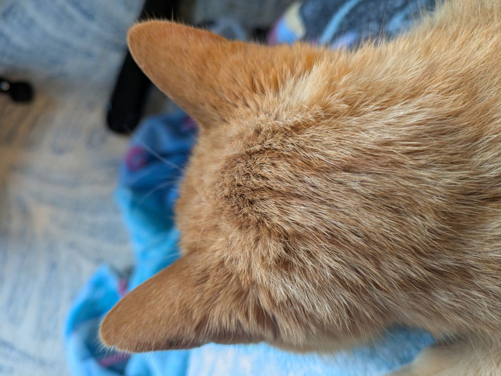 Close up of the back of an orange cat's head.