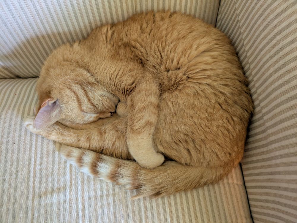 Orange cat asleep in a tight curled up position on a stripped chair.