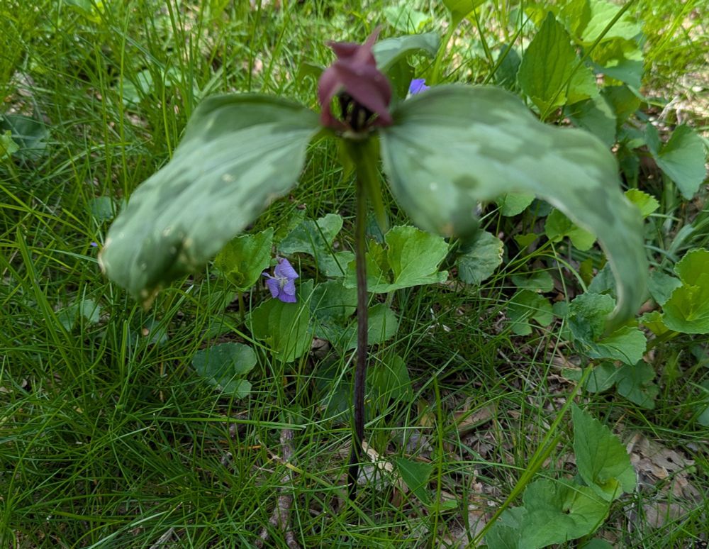 Prairie trillium growing in yard. One flower with three dark red almost brown petals and three splotchy green leaves growing on one stem.