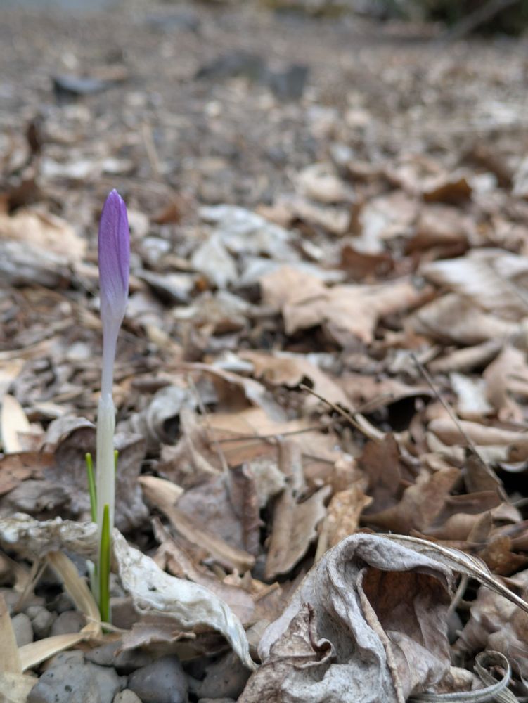 Unopened purple crocus in a bed of brown leaves.
