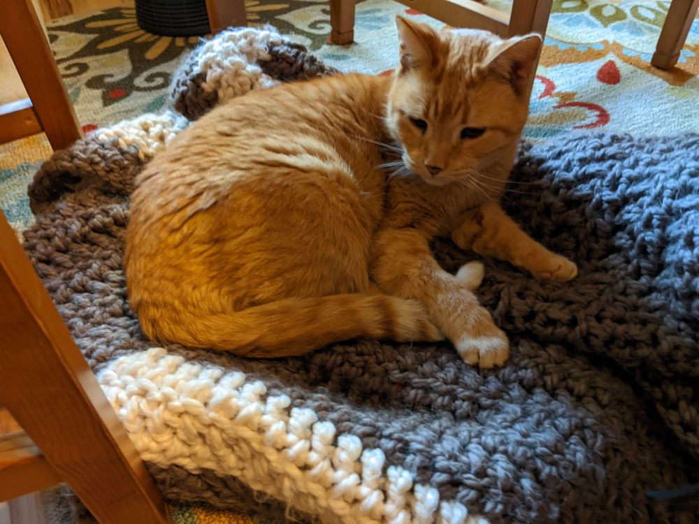 Orange cat staring into the distance and thinking about meowing.