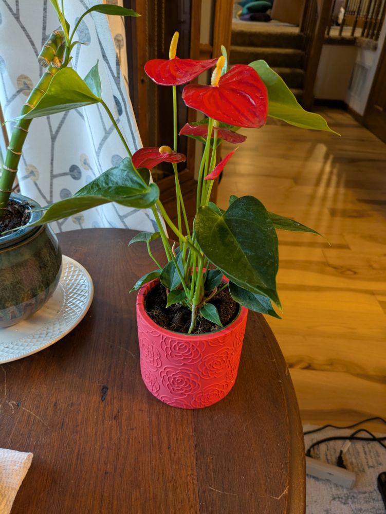 Red anthurium in a red pot