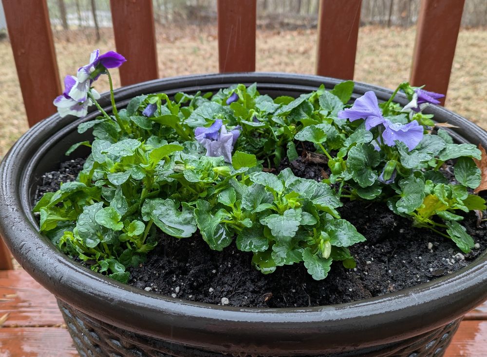 Freshly planted pot of purple pansies.