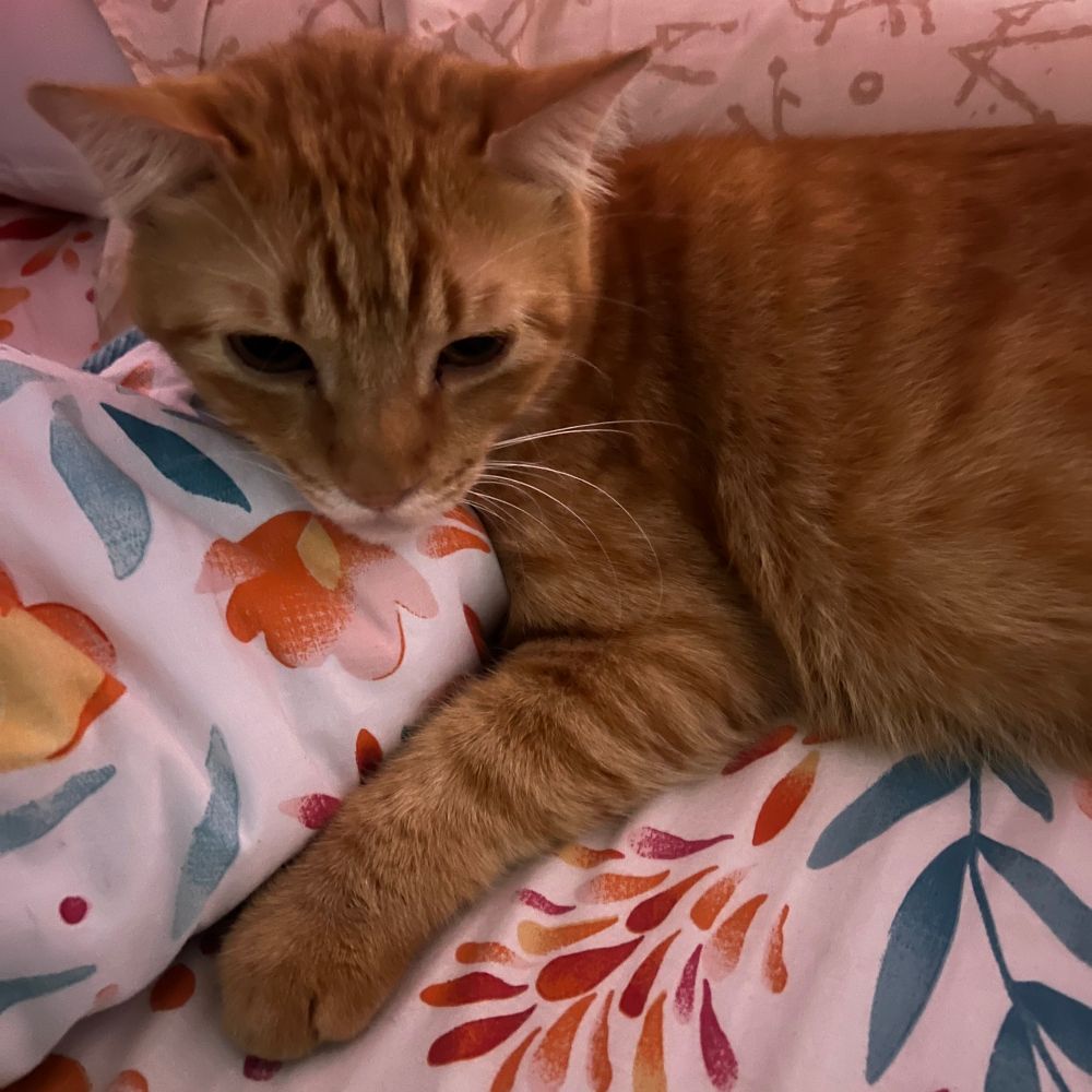 The same orange cat, now full of fur and fatter. He's lazing on the bed.
