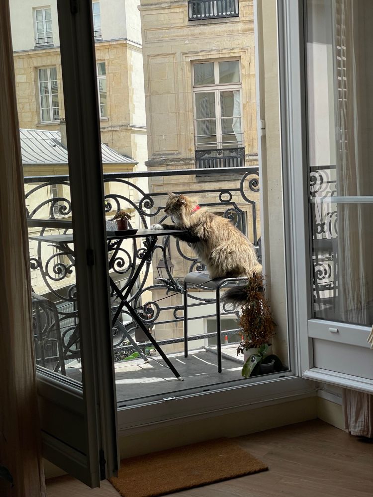 A Norwegian Forest Cat sitting at a patio table on a sunny balcony in Paris. He is pretending to do serious business with his butt on the chair and front paws on the table. 