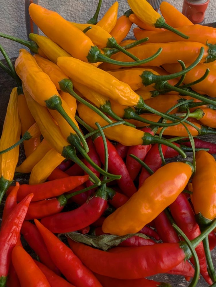 Schüssel mit roten und orangen Ethiopian Fire Chili