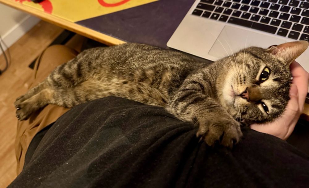 Zorya rolled over on her side (similar to how you'd cradle a child) in my lap with her legs stretched partway out across my left thigh. She has one paw on my stomach and is grabbing my shirt with her claws to pull herself up while I pet her head. Her eyes are partly closed. You can see some of the dark fur spots on her tummy.