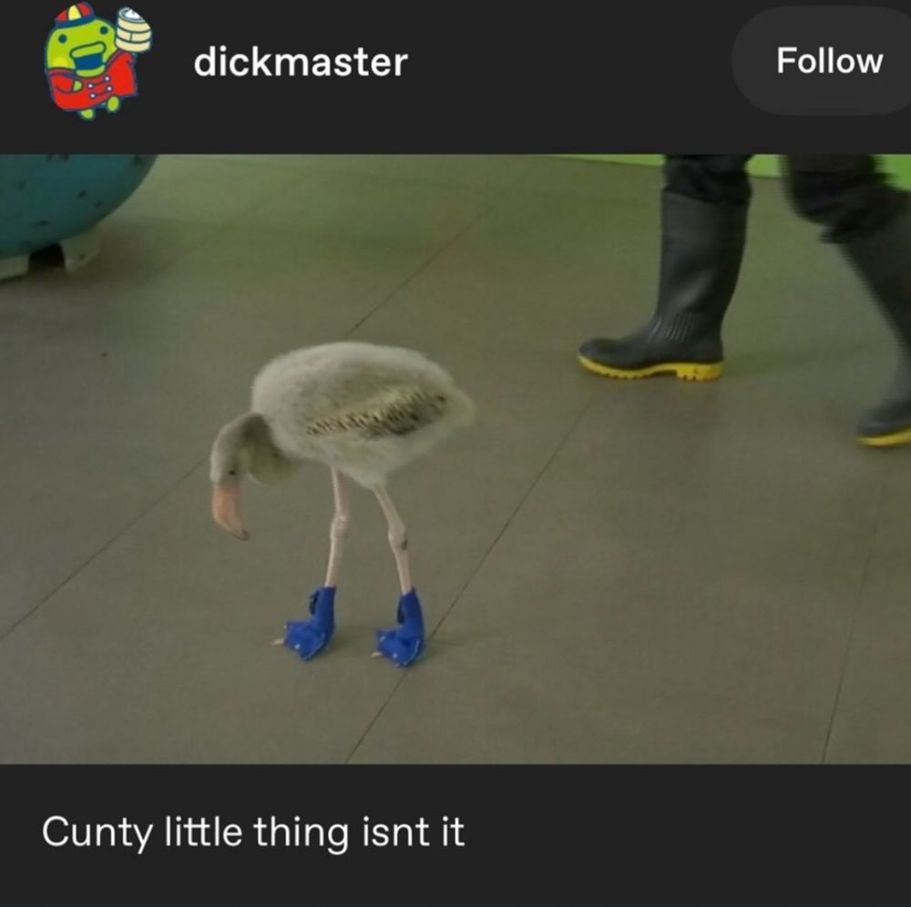 Screencap of a post by @dickmaster on tumblr(?) with a photo of a baby flamingo wearing blue booties on its feet. The text underneath reads "Cunty little thing isnt it"
