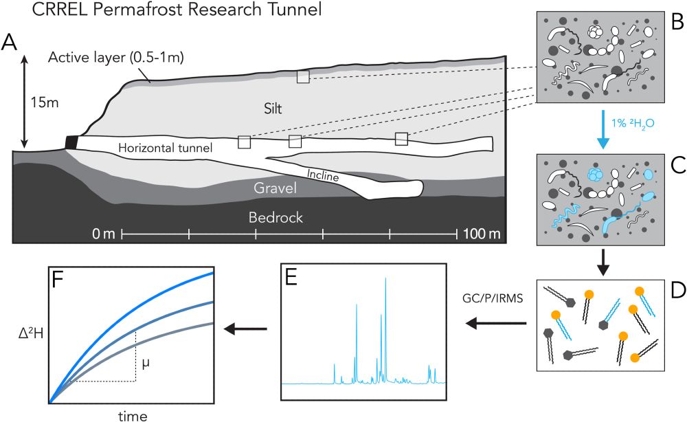 Schematic overview of study site and experimental procedure.