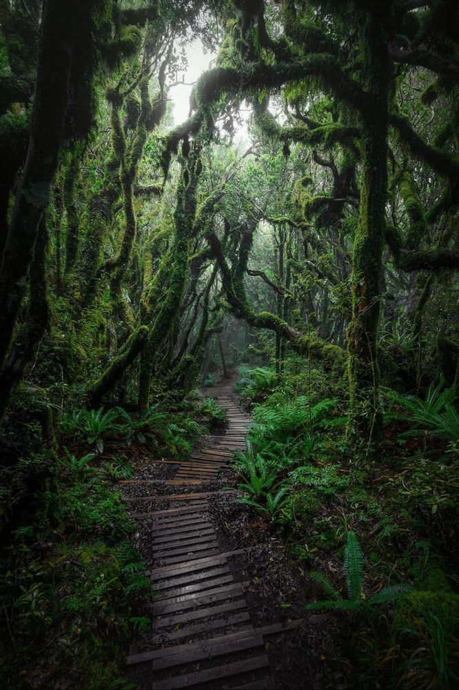 a path leads through a dense, dark forest with tree trunks coated in moss.