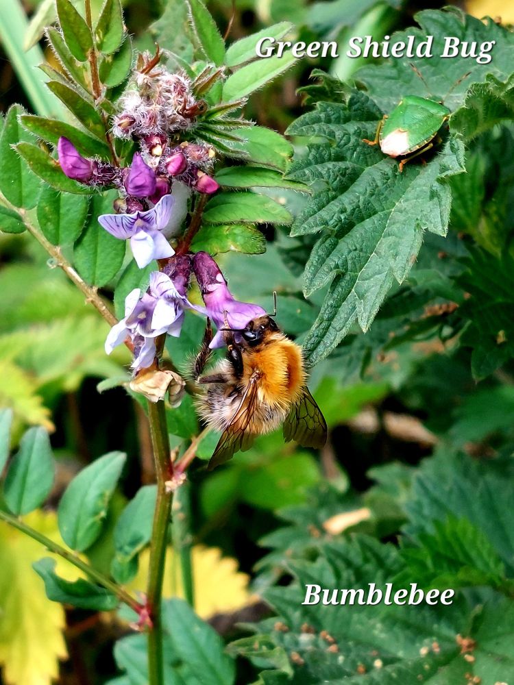 A bumblebee has its head buried in a purple flower in search of food, while a shiny green shield bug sits on a nettle leaf nearby. 