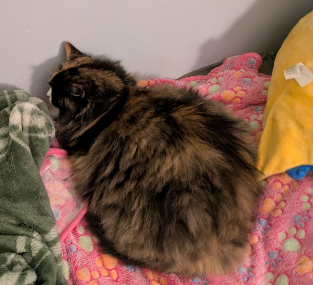 A calico cat laying down on a pink blanket, staring at the wall, as is normal cat behavior. 