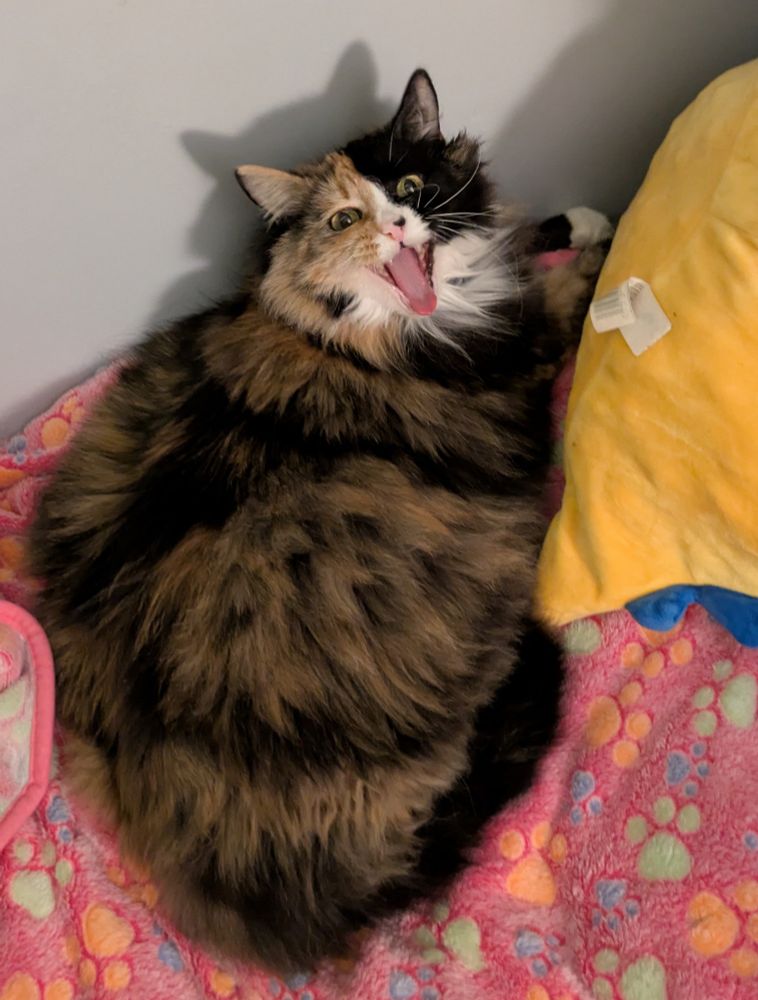 A calico cat laying down. Her mouth is wide open, mid yawn. She looks like she's screaming. 