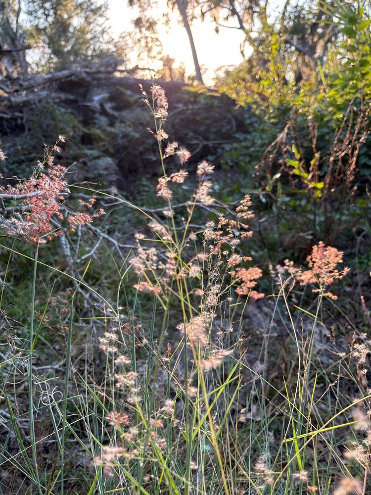 Wild plants glowing pink and orange in late afternoon light 