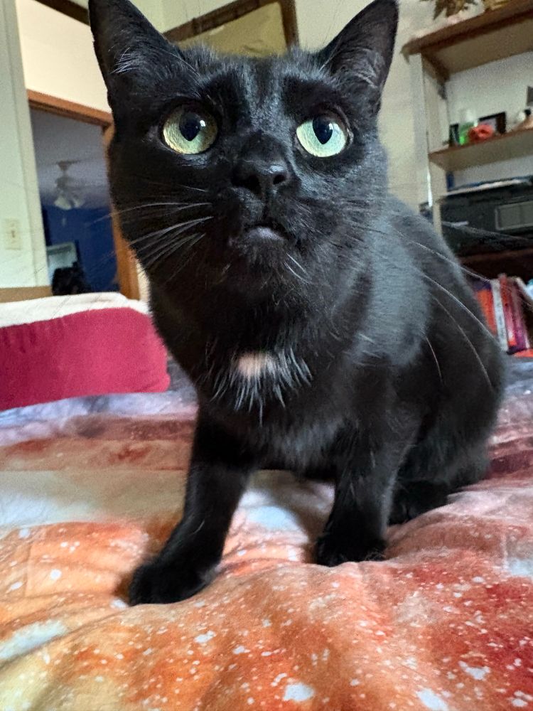 Vanta, a small black cat with a white blaze on a starry comforter. She has clearly never done any wrong in her entire life.