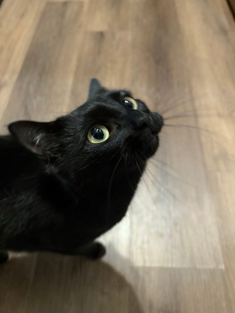 Vanta, a small black cat with big gold eyes, protests her innocence. 