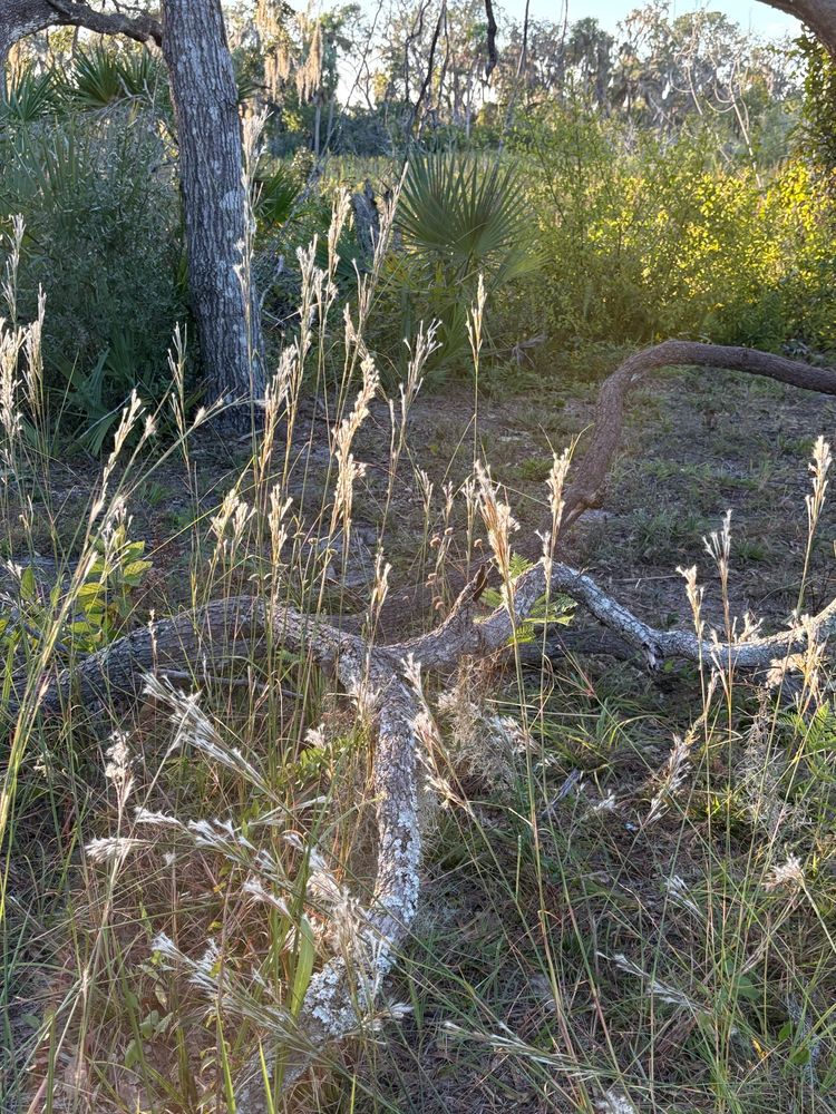 A downed branch surrounded by tall reedy plants. There’s palmetto scrub and a pine tree in the background