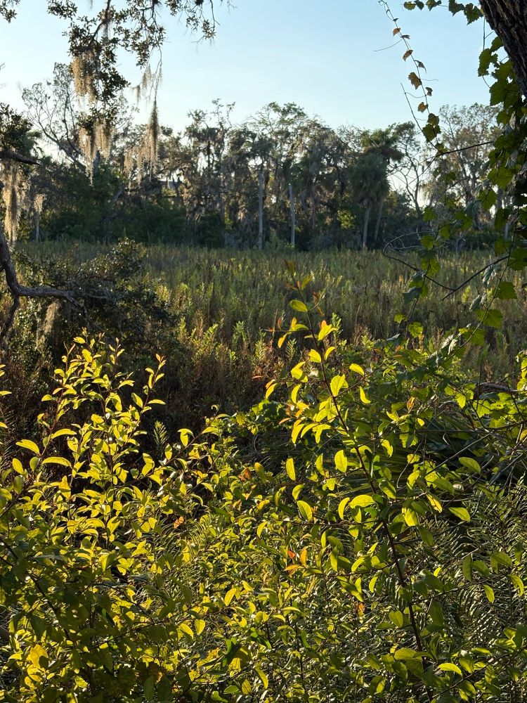 A slough filled with marshy plants and ferns 