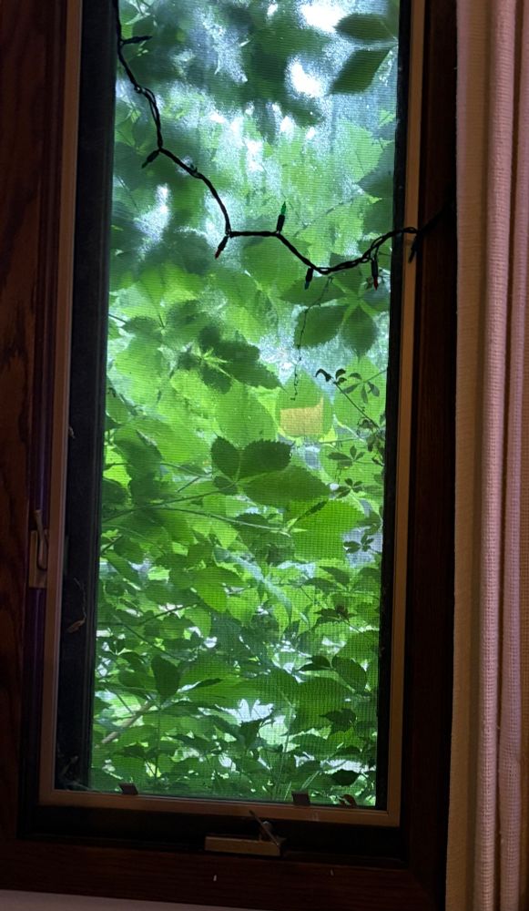A tall window, misted over on the outside, looking out into very green vines and a rainy day.