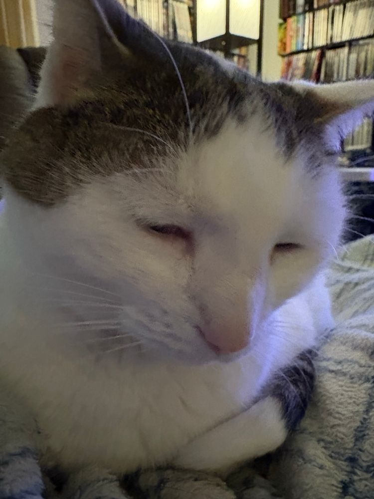 Blizzara, a white tabby cat, falling asleep with her eyes almost squinched shut on my lap. Her nose is so pink and her paws are all tucked underneath her and the white tip of her striped tail is curled near her head.