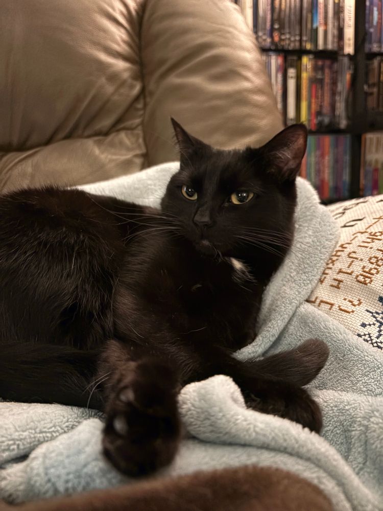 Vanta, a black cat with a small white blaze, is sprawled out on a blanket in an armchair. Her paws and tail are all intertwined and she is giving the camera side eye with her golden eyes.