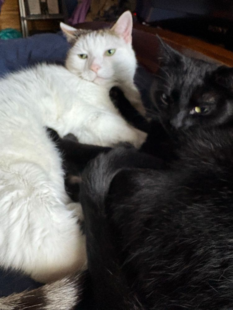 Two cats cuddled up together on a bed. Blizzara, a white tabby with a striped tail and brown spots, is on the left looking large and fluffy. Vanta, a much smaller black cat, is on the right making biscuits on Blizzara’s belly.