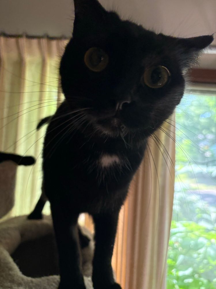 Vanta, a small black cat with a white blaze, stands on a cat climber leaning toward the camera with big eyes