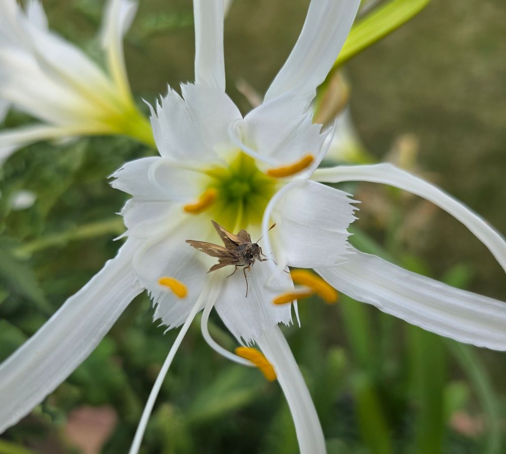 Another shot of the skipper resting in a white spider lily bloom.