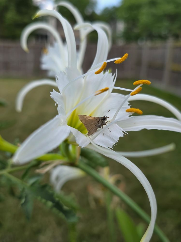 A skipper finding refuge in a white spider lily bloom.