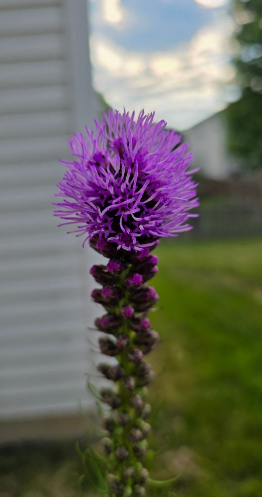 The first blooming blazing star of the many I have growing this year. I've learned just how voracious of a selfseeder it is, planted a dozen in 2024, now have 30+ (and in containers!).
