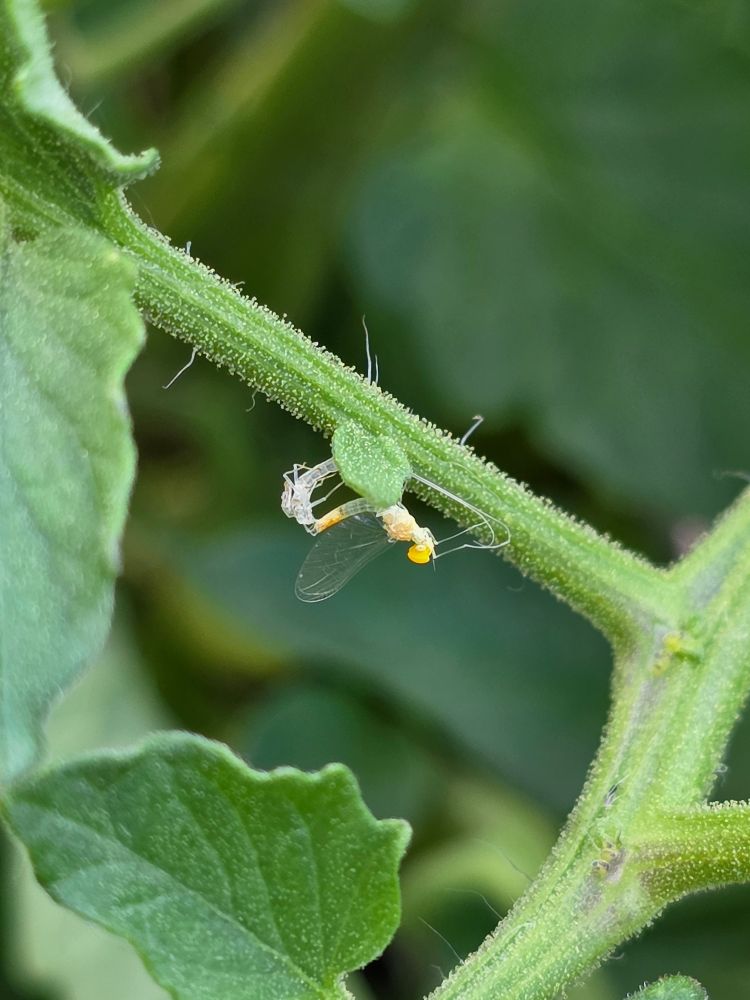 A green lacewing (or a mayfly?) molting on my heirloom tomato plant.