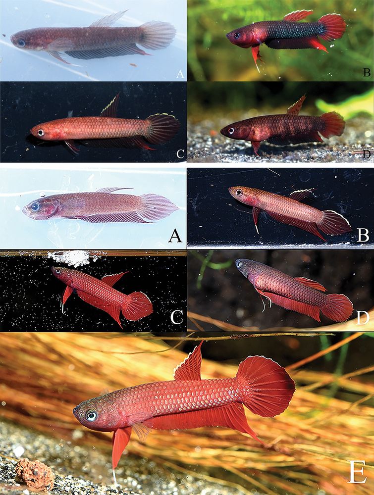 Ding J, Lei W, Haryono H, Shi W, Zhang W (2025) Phylogenetic analysis of 𝐵𝑒𝑡𝑡𝑎 𝑐𝑜𝑐𝑐𝑖𝑛𝑎 complex (Teleostei, Osphronemidae) from Peninsular Malaysia and Sumatra Island with descriptions of two new species. ZooKeys 1238: 161-181. https://doi.org/10.3897/zookeys.1238.142857
