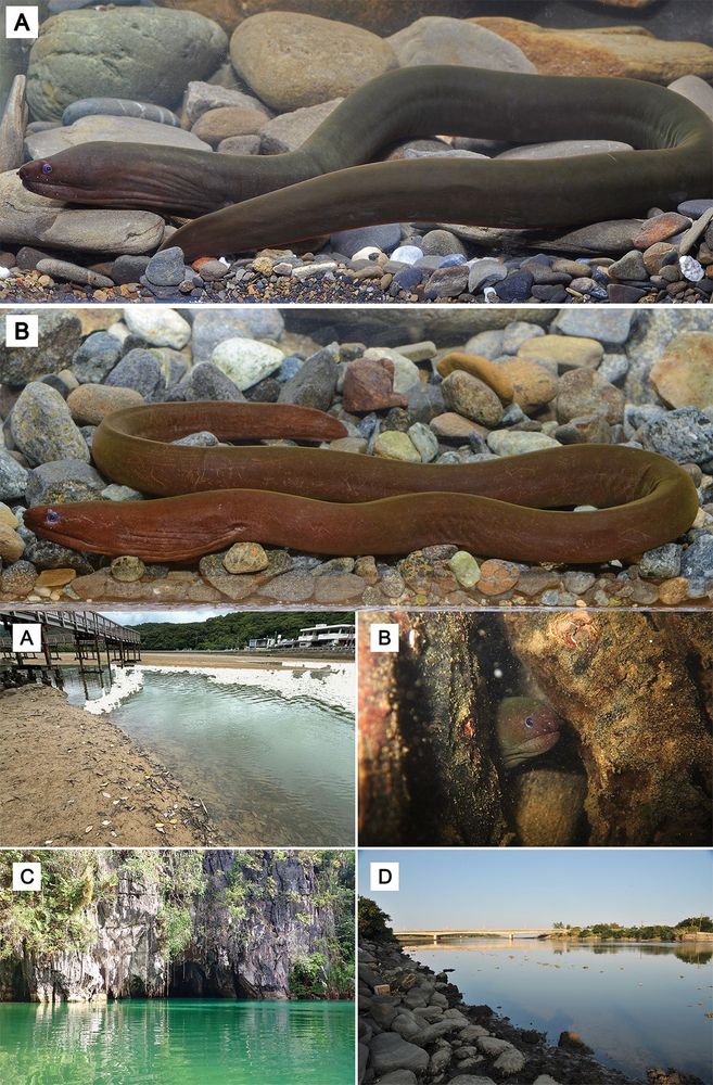 Huang W-C, Hibino Y, Balisco RA, Liao T-Y (2024) Description of a new uniformly brown estuarine moray eel (Anguilliformes, Muraenidae) from the Central Indo-Pacific Ocean. In: Ho H-C, Russell B, Hibino Y, Lee M-Y (Eds) Biodiversity and taxonomy of fishes in Taiwan and adjacent waters. ZooKeys 1220: 15-34. https://doi.org/10.3897/zookeys.1220.129685