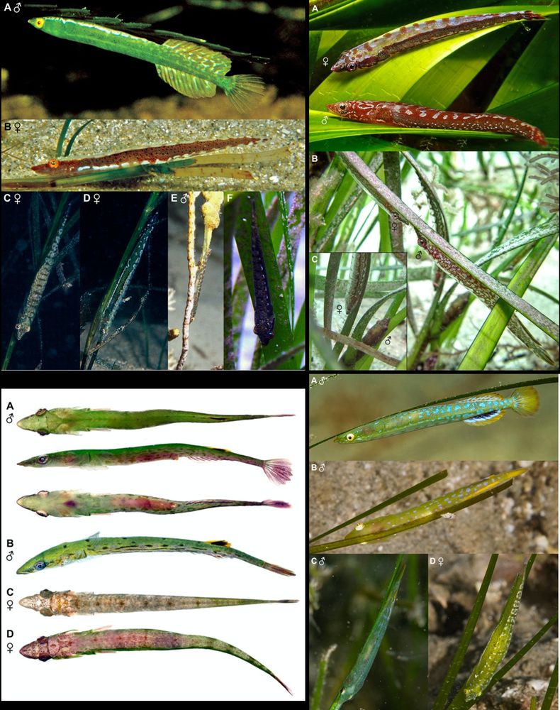 Conway, K.W., Moore, G.I. & Summers, A.P.: A new genus and four new species of seagrass-specialist clingfishes (Teleostei: Gobiesocidae) from temperate southern Australia, Zootaxa, 5552 (1): 1-66, December 2024. DOI: https://doi.org/10.11646/zootaxa.5552.1.1