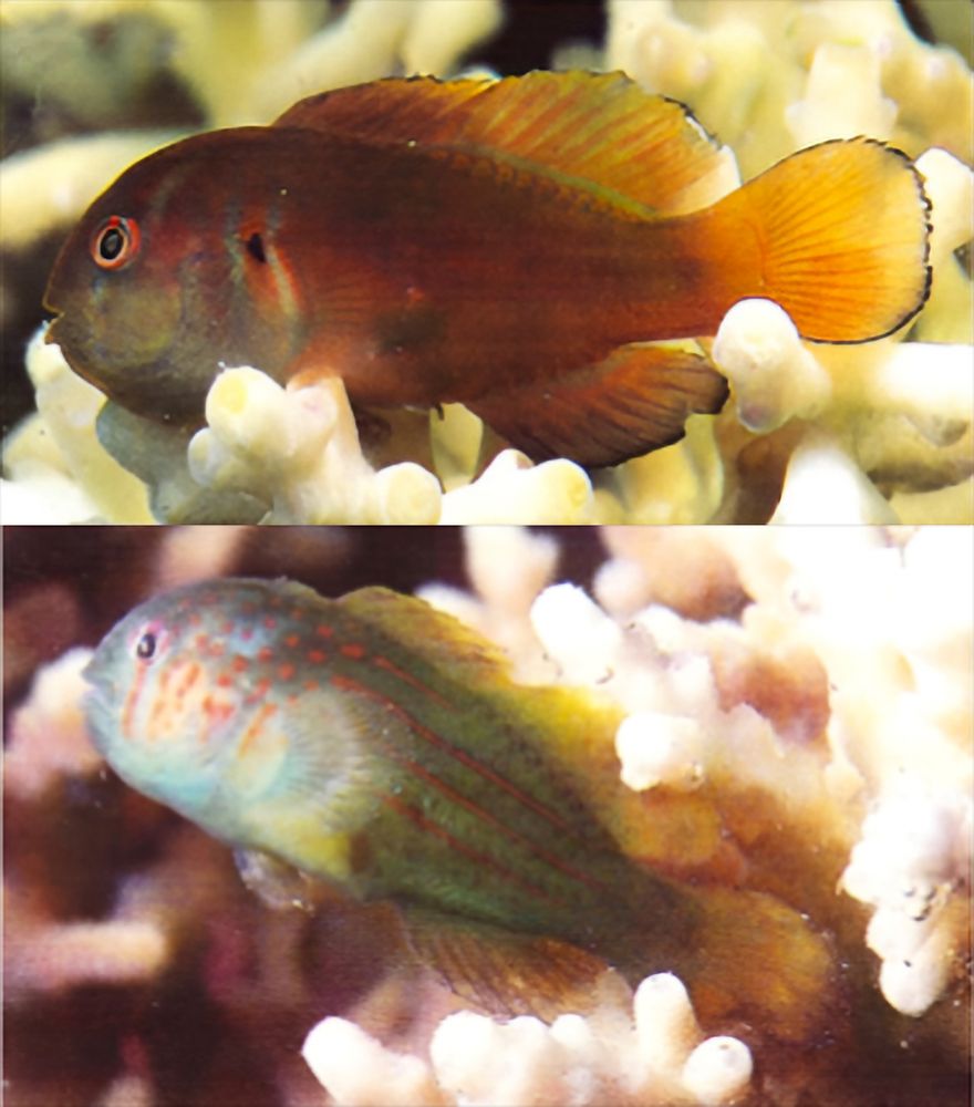 Courtney A. Hildebrandt, Catheline Y. M. Froehlich, Ole B. Brodnicke, O. Selma Klanten, Peter R. Møller & Marian Y. L. Wong, Two new species of 𝐺𝑜𝑏𝑖𝑜𝑑𝑜𝑛 (Teleostei: Gobiidae) from the Indo-Pacific, with notes on South Pacific and Indian Ocean populations of 𝐺𝑜𝑏𝑖𝑜𝑑𝑜𝑛 𝑠𝑝𝑎𝑑𝑖𝑥. Raffles Bulletin of Zoology, 72: 488–510, 17th December 2024. DOI: https://doi.org/10.26107/RBZ-2024-0036 