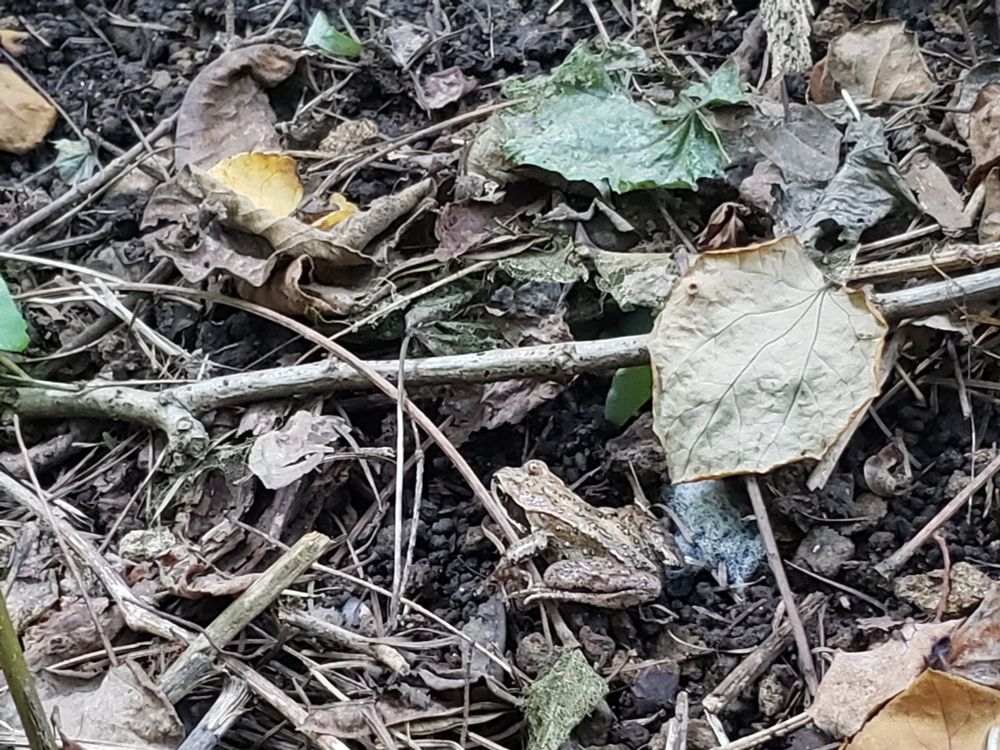 擬態が上手菜推定エゾアカガエル　近くに水辺はないが……