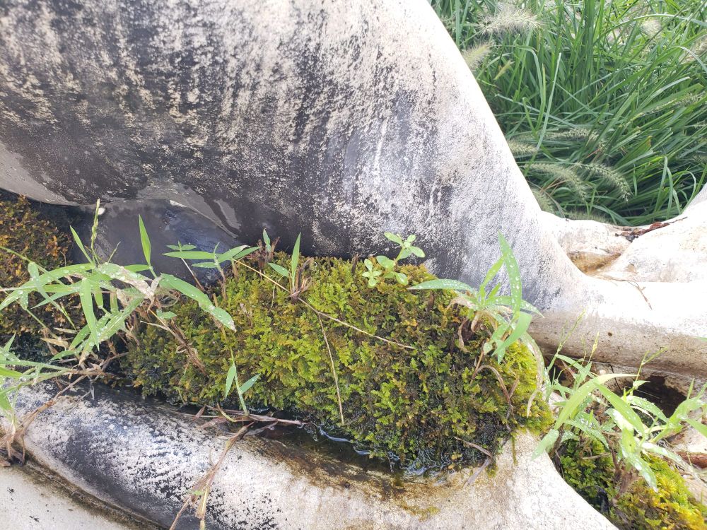展示の表面に植えられた苔　期間中に育ってきたらしい