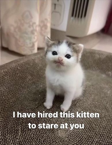 A very small kitten with big, dark eyes sitting in the middle of a round cardboard scratching mat staring at the photographer. 
The caption reads ‘I have hired this kitten to stare at you’.