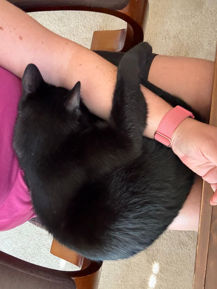 My black cat, Kirby, snuggled up on my lap with his arm over mine while I edit photos from this past weekend 