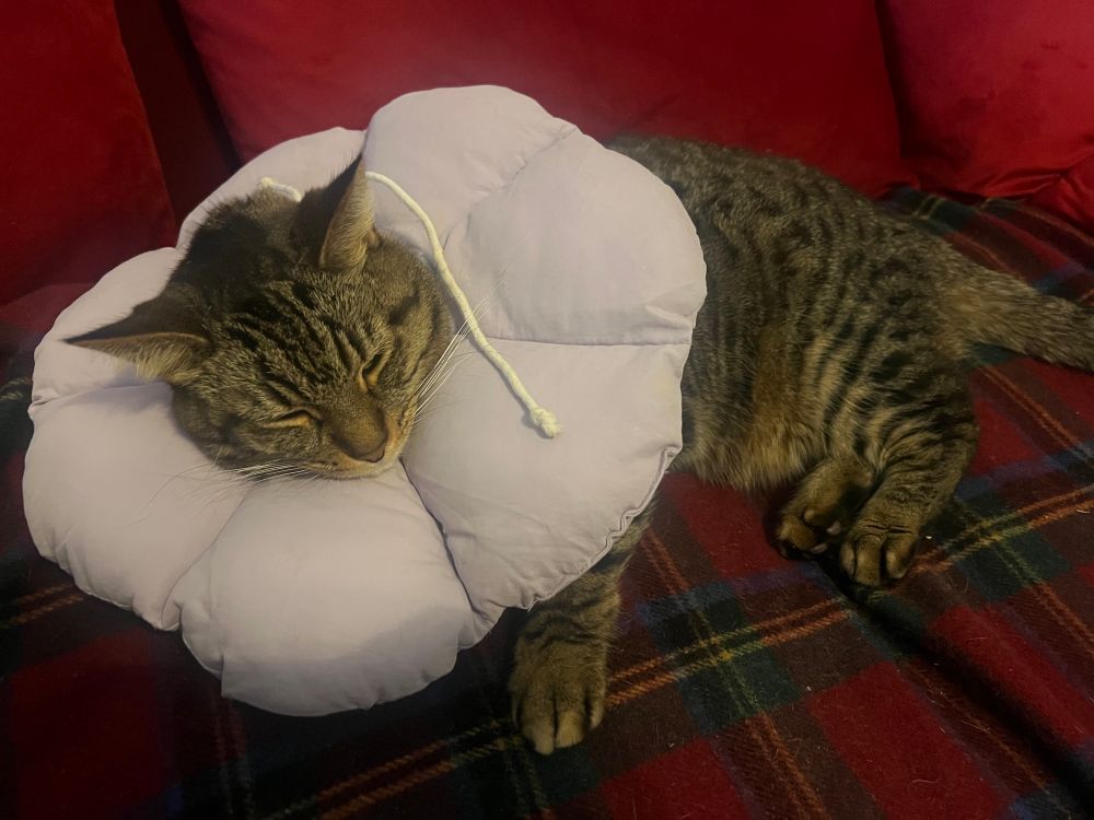 Pic of my cat Little Pete with a flower cone around his neck sleeping on the couch 