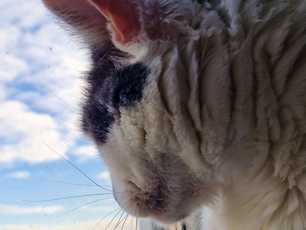 Киця дивитися у вікно