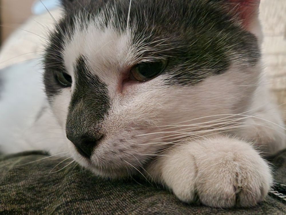 Киця показує лапку