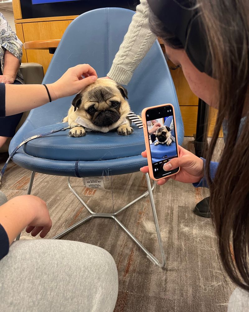 Pug sitting on a chair with a student taking a picture of him. 