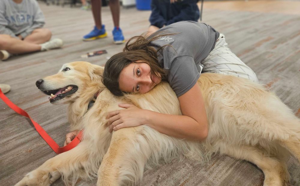 Student laying on a golden retriever 