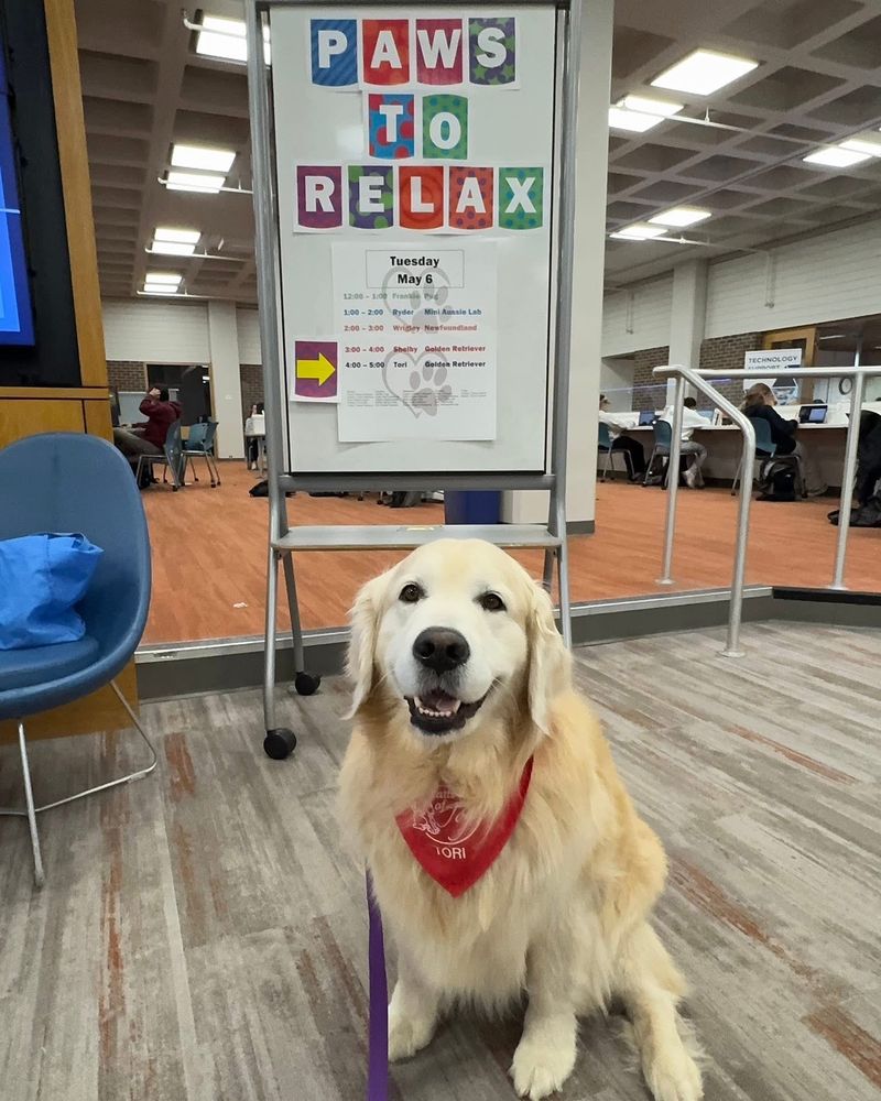 Tori the Golden Retriever sitting in front of the Paws to Relax sign 