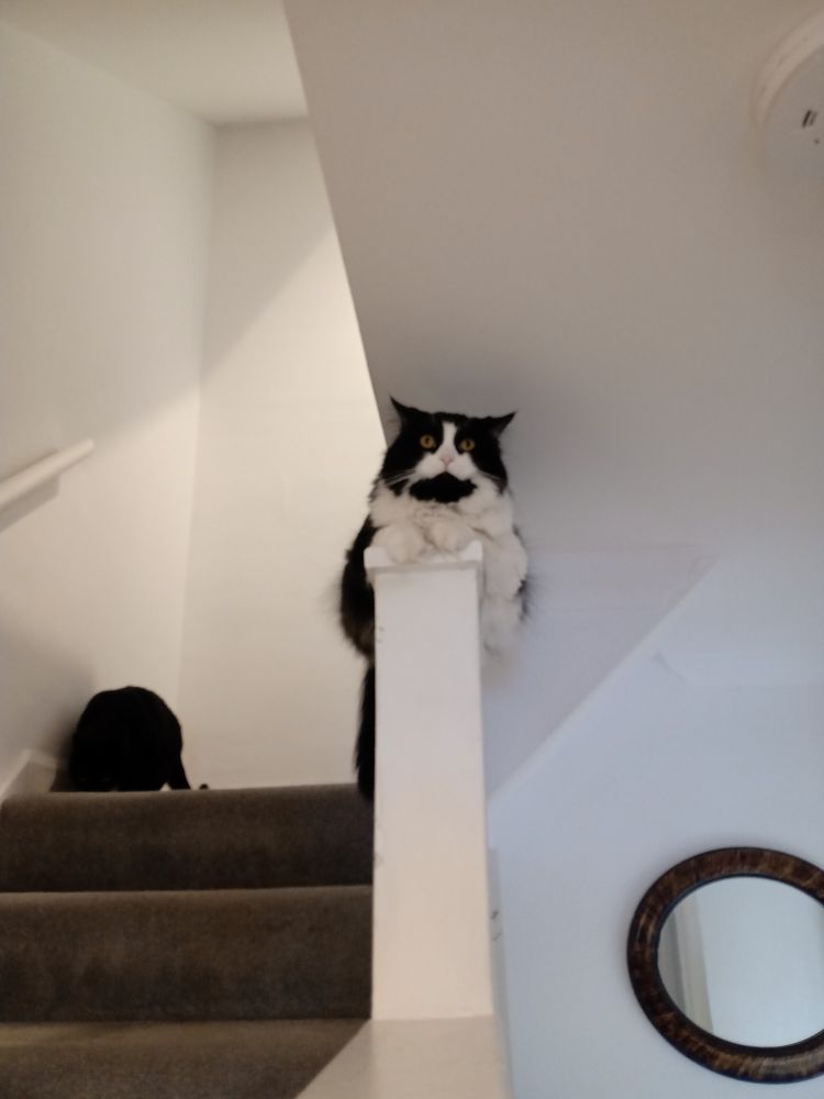 Furry black and white cat sitting on a banister 