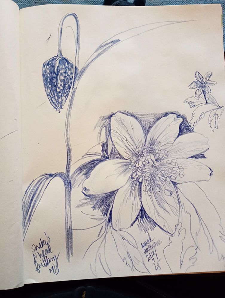 A sketch of a snake 's head fritillary and wood anemone flower in blue pencil focusing on pattern
