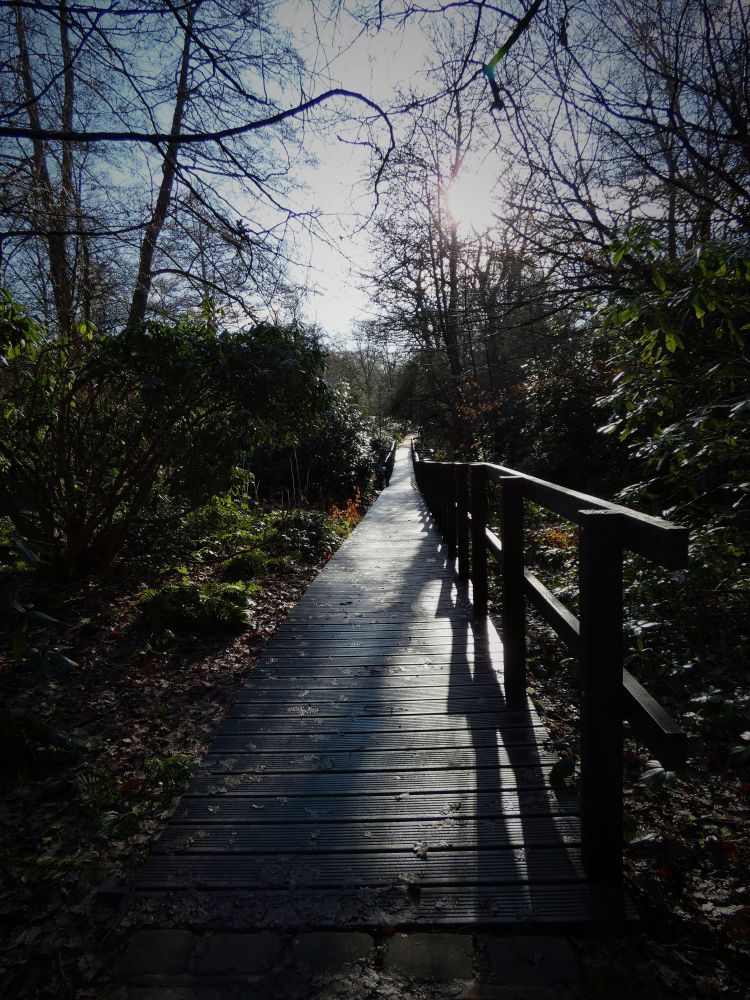 Path in the woods in the low December sun